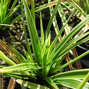 Japansegge 'Variegata'