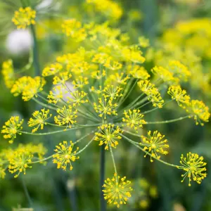 Wild-Fenchel