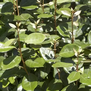 Wintergrüne Ölweide