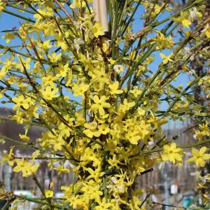 Winterjasmin