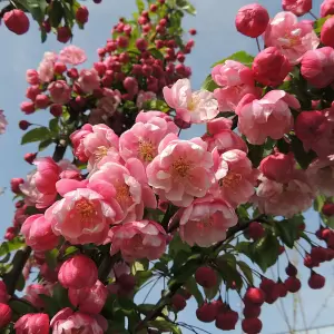 Zierapfel 'Van Eseltine'