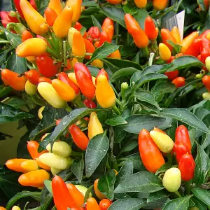 Zierpaprika, in Sorten