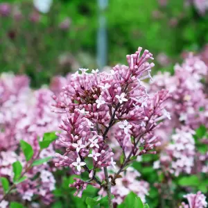Zwerg-Duft-Flieder 'Bloomerang Pink Perfume'®