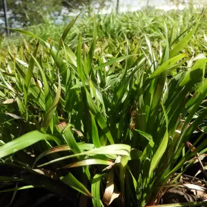 Zwerg-Haarmarbel 'Igel'