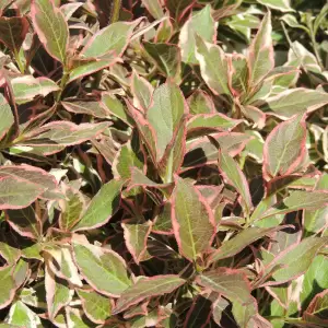 Weigelie 'Monet'