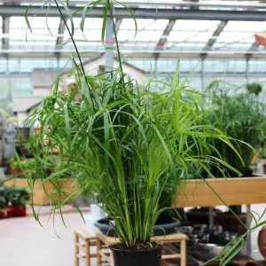 Zyperngras - Cyperus alternifolius | Zulauf Gartencenter