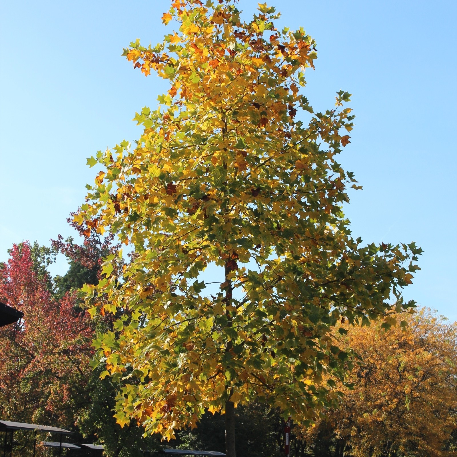 Tulpenbaum Liriodendron tulipifera Zulauf Gartencenter
