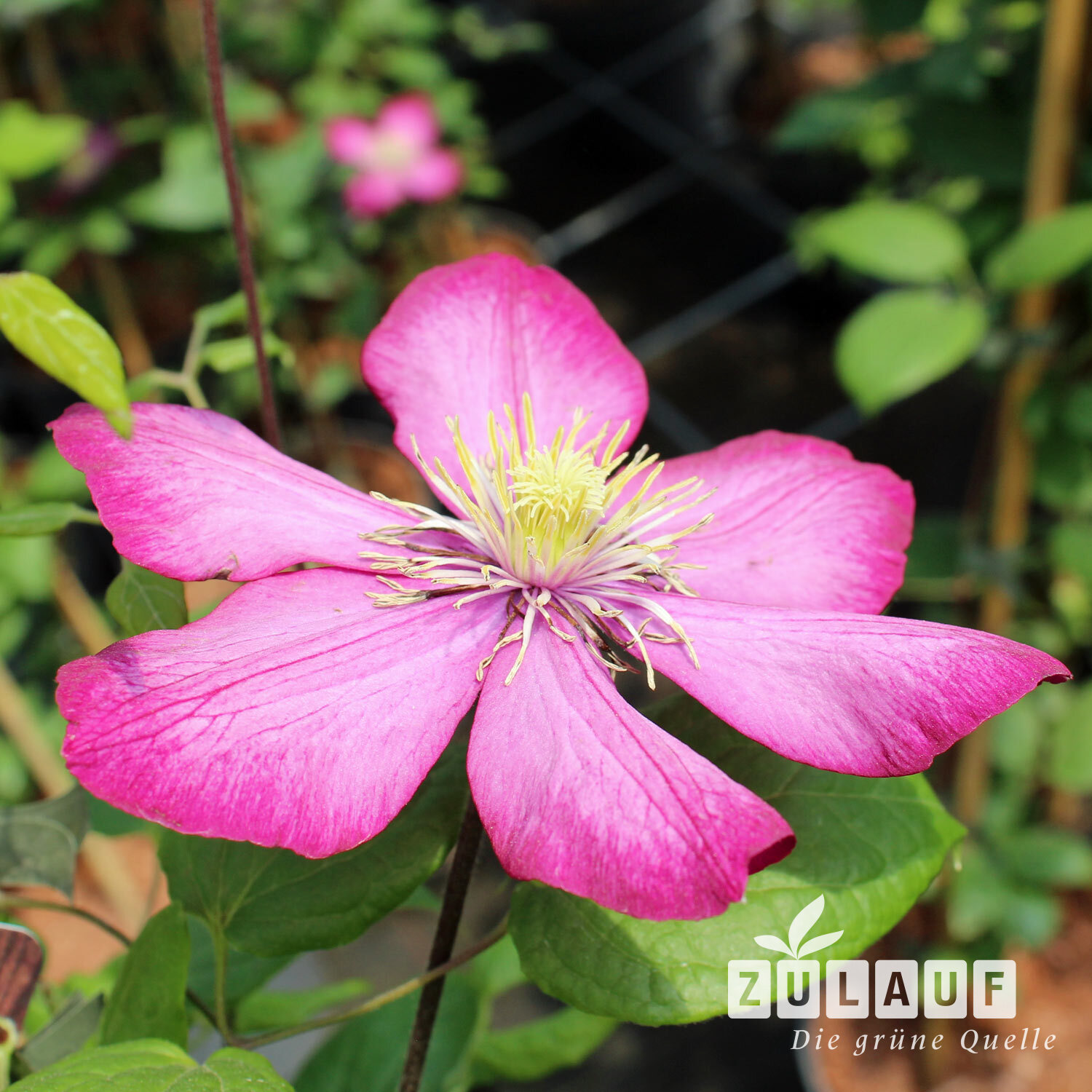 Waldrebe, Clematis 'Ville de Lyon' | Zulauf Gartencenter
