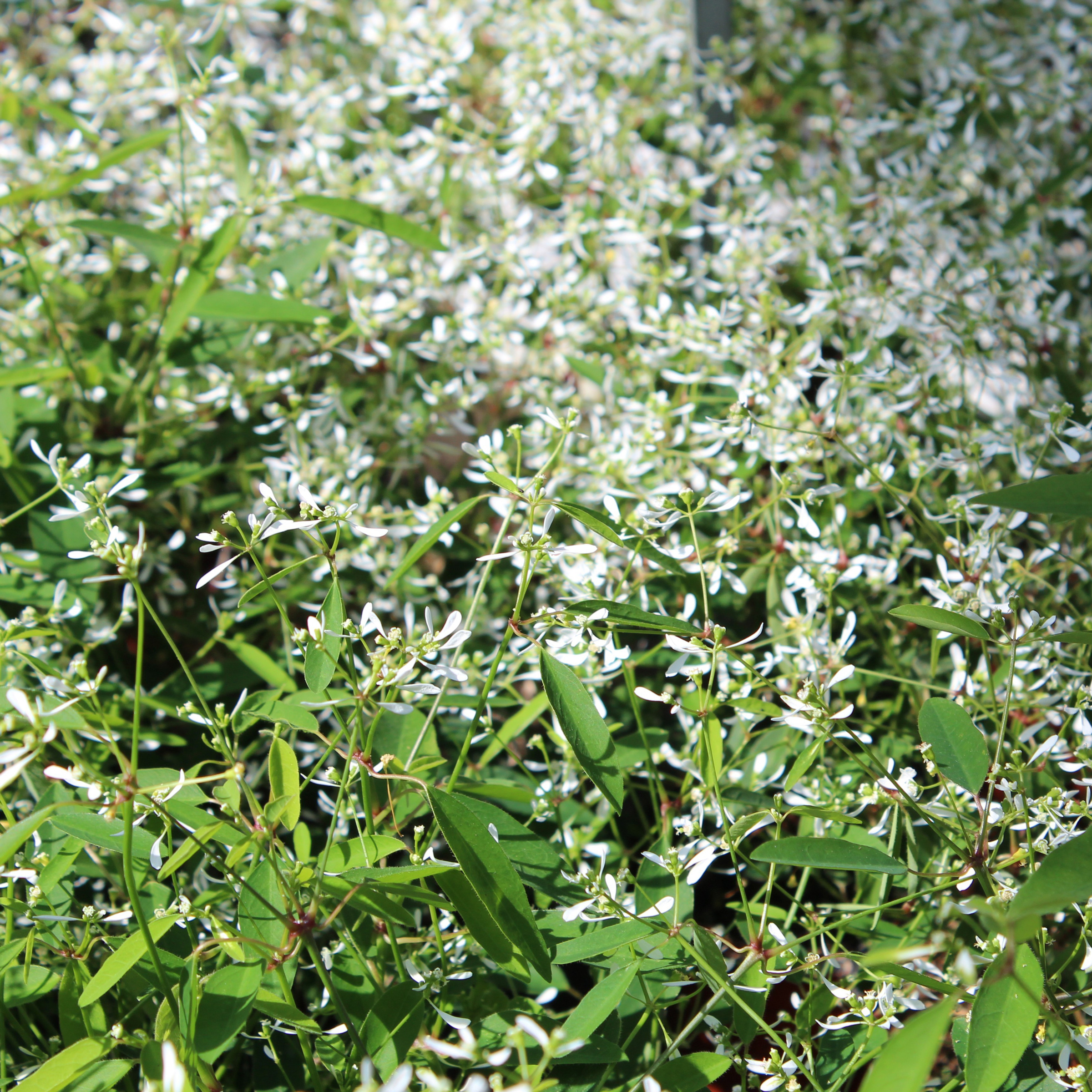 Zauberschnee 'Diamond Frost' Euphorbia hypericifolia Zulauf