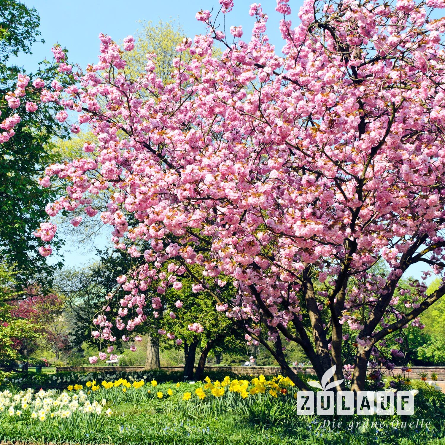 Blüte der Zierkirschen