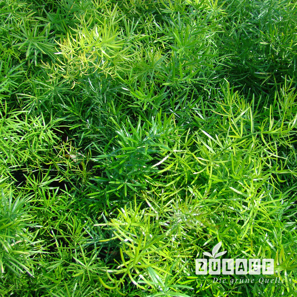 ZimmerZierspargel Asparagus densiflorus Zulauf Gartencenter