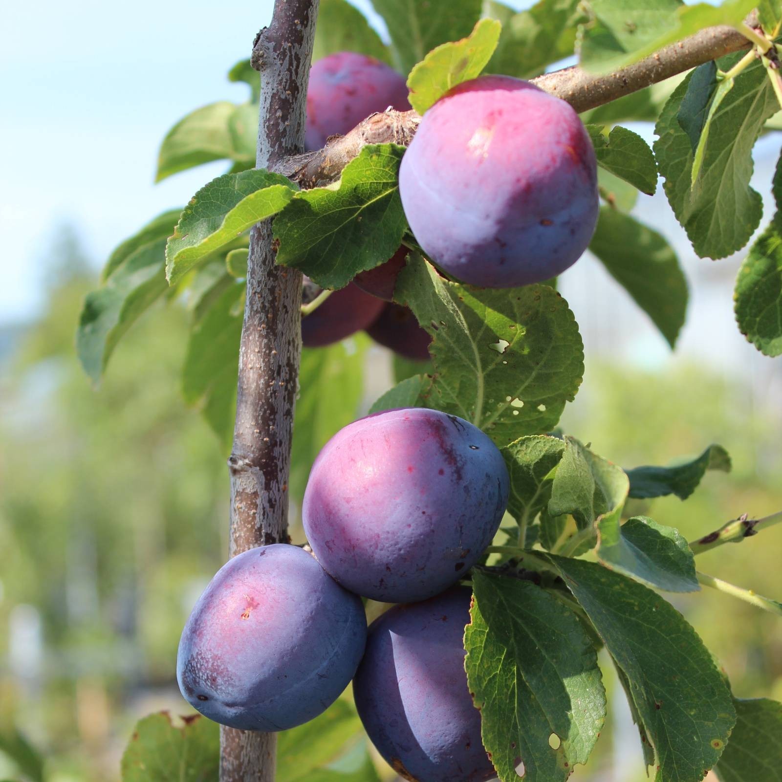 Zwetschge &amp;#39;The Czar&amp;#39; - Prunus &amp;#39;The Czar&amp;#39; | Zulauf Gartencenter