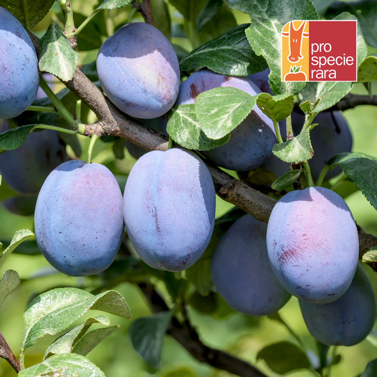 Zwetschge 'Fellenberg' - Prunus 'Fellenberg' | Zulauf Gartencenter