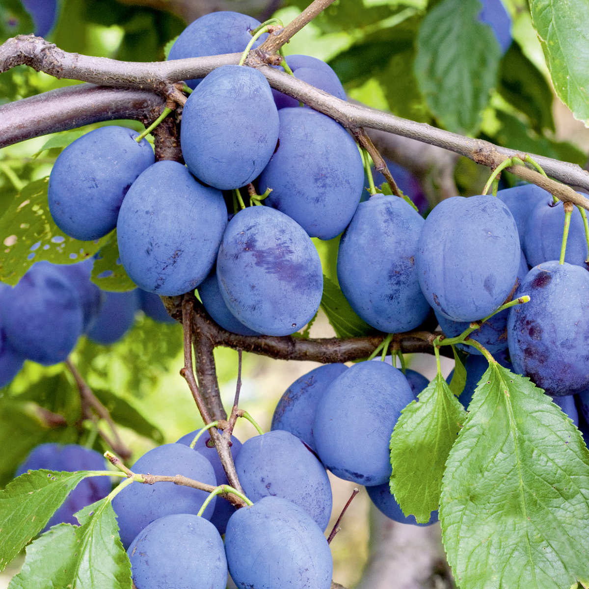 Zwetschge 'Hanita'® - Prunus 'Hanita'® - Gartencenter Zulauf - Pflanzen kaufen
